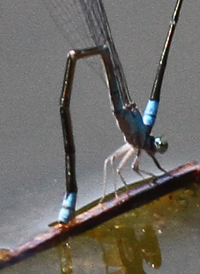 Slender Bluet